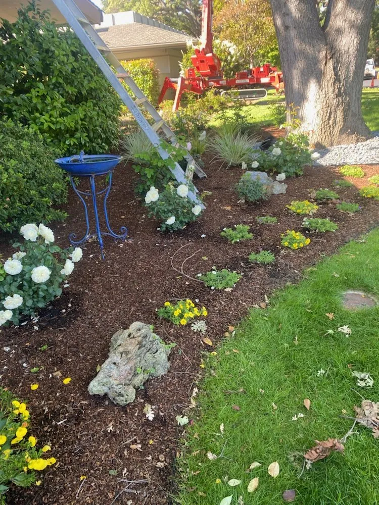 Custom yard cleanup service in Campbell, CA - Imperial Tree