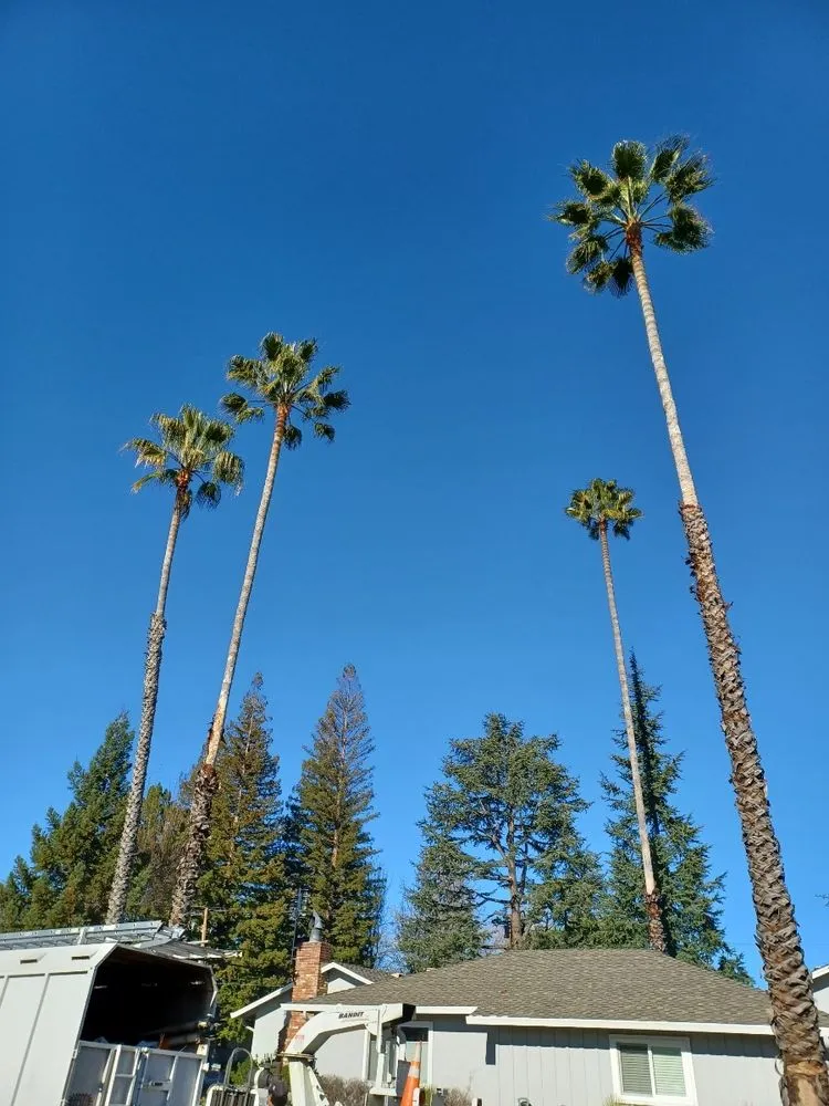 Local lawn care service for beautiful yards across Campbell, CA - Imperial Tree