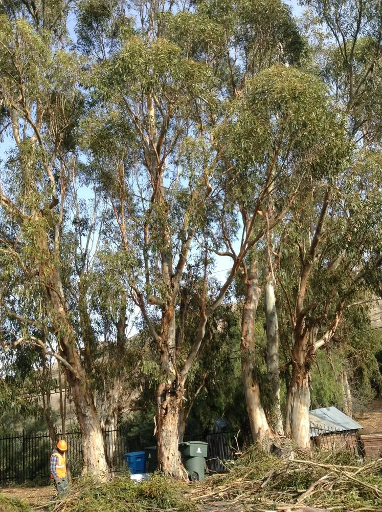 Local landscape installation for year-round maintenance across Campbell, CA - Imperial Tree