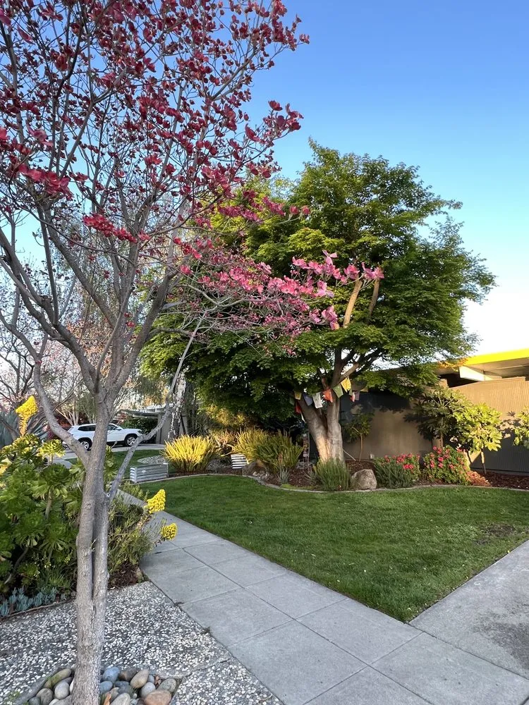 Top-rated lawn mowing service for outdoor upgrades across Campbell, CA - Imperial Tree