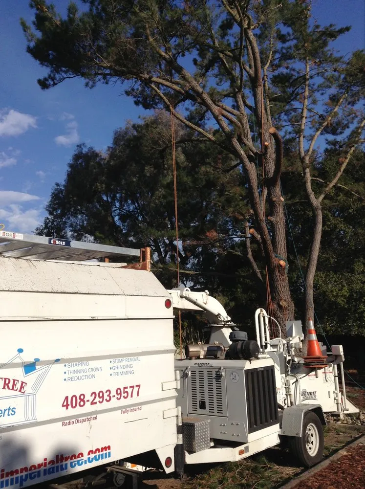 Professional lawn care service in Campbell, CA - Imperial Tree