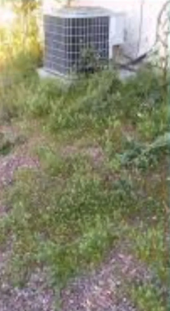 Local yard cleanup service in Winterhaven, CA - Imperial Yard Services