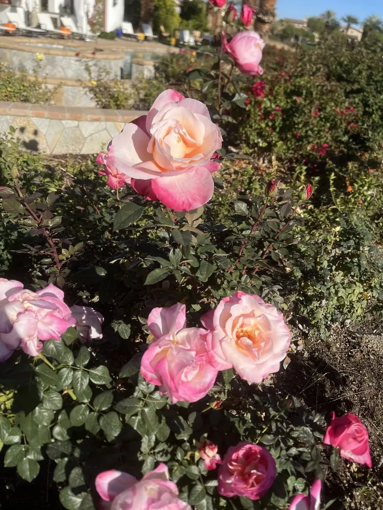 Local landscaping services experts serving Indio, CA - Impressive Landscape