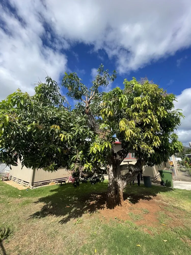 Local landscape installation in Pearl City, HI by Imua Landscaping