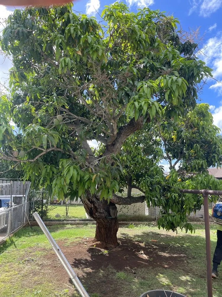 Expert yard maintenance in Pearl City, HI by Imua Landscaping