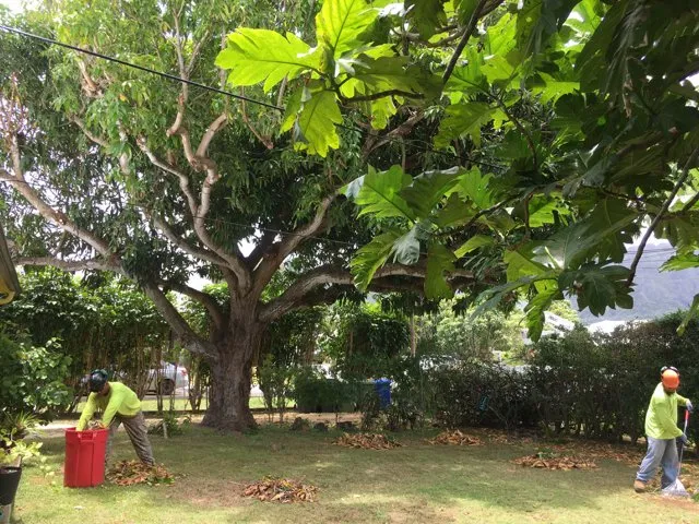 Custom lawn mowing service experts serving Pearl City, HI - Imua Landscaping