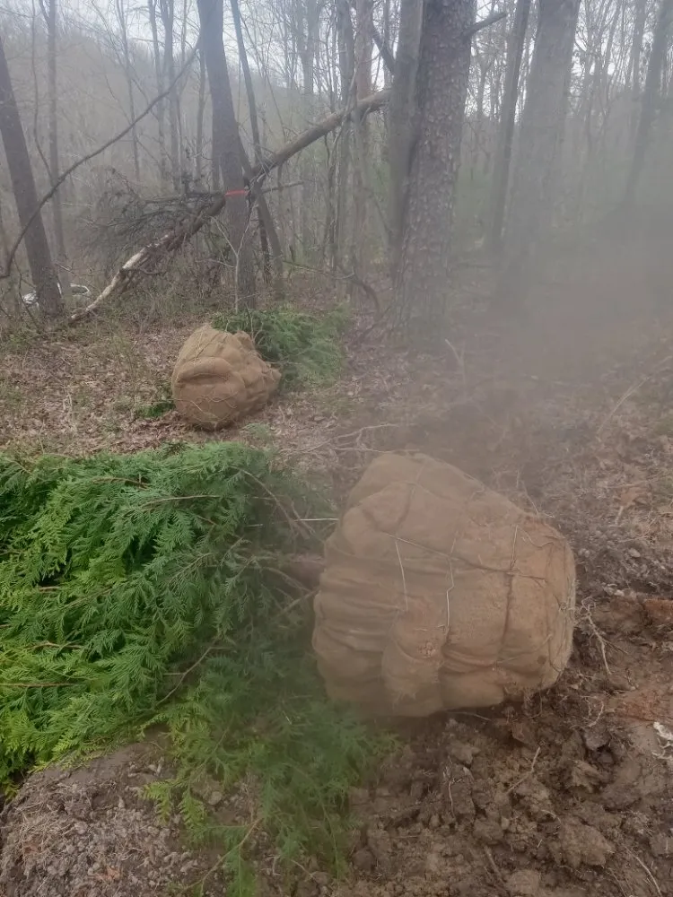 Top-rated yard cleanup service experts serving Bremen, OH - In and Out Creations