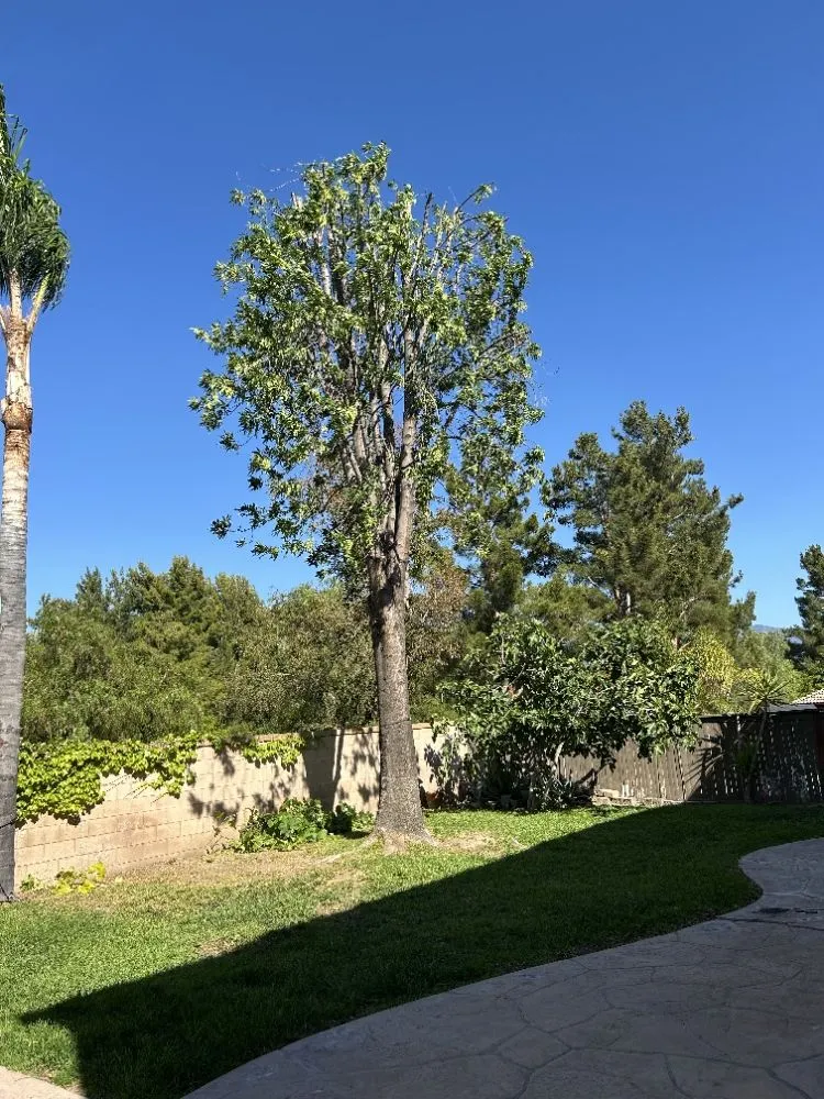 Expert lawn care service experts serving Sun City, CA - In and Out Property Services