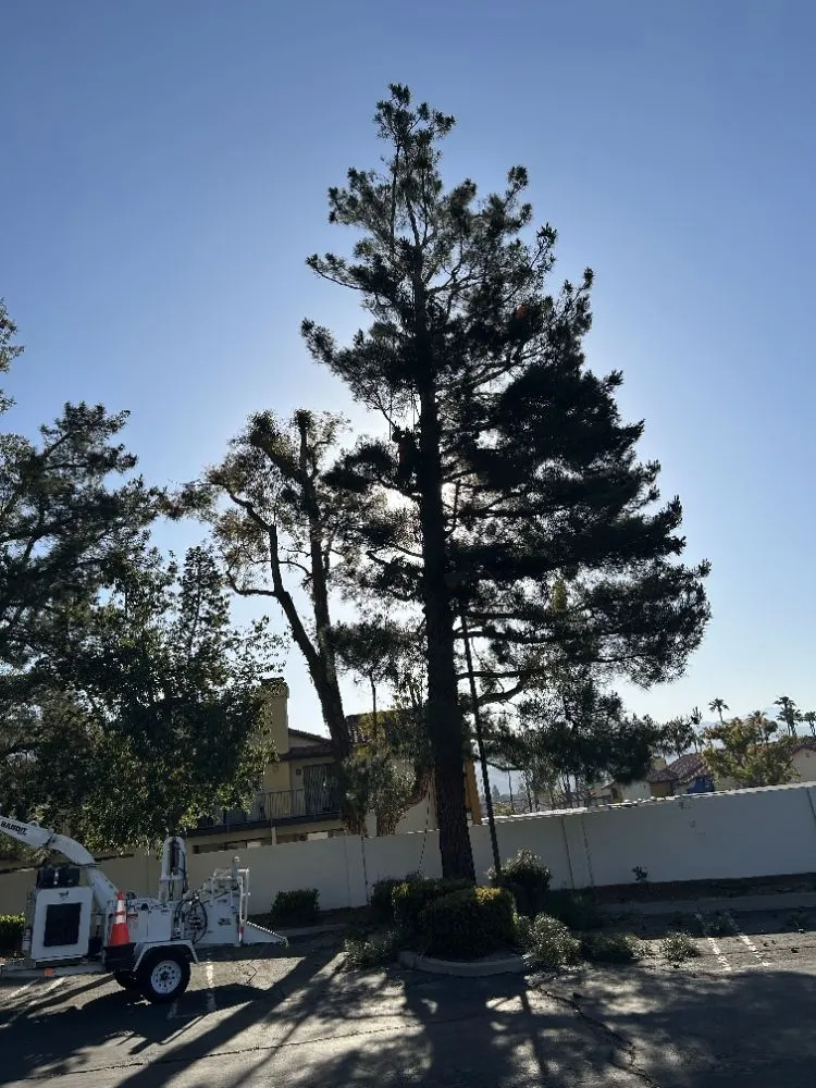 Local lawn mowing service for year-round maintenance across Sun City, CA - In and Out Property Services