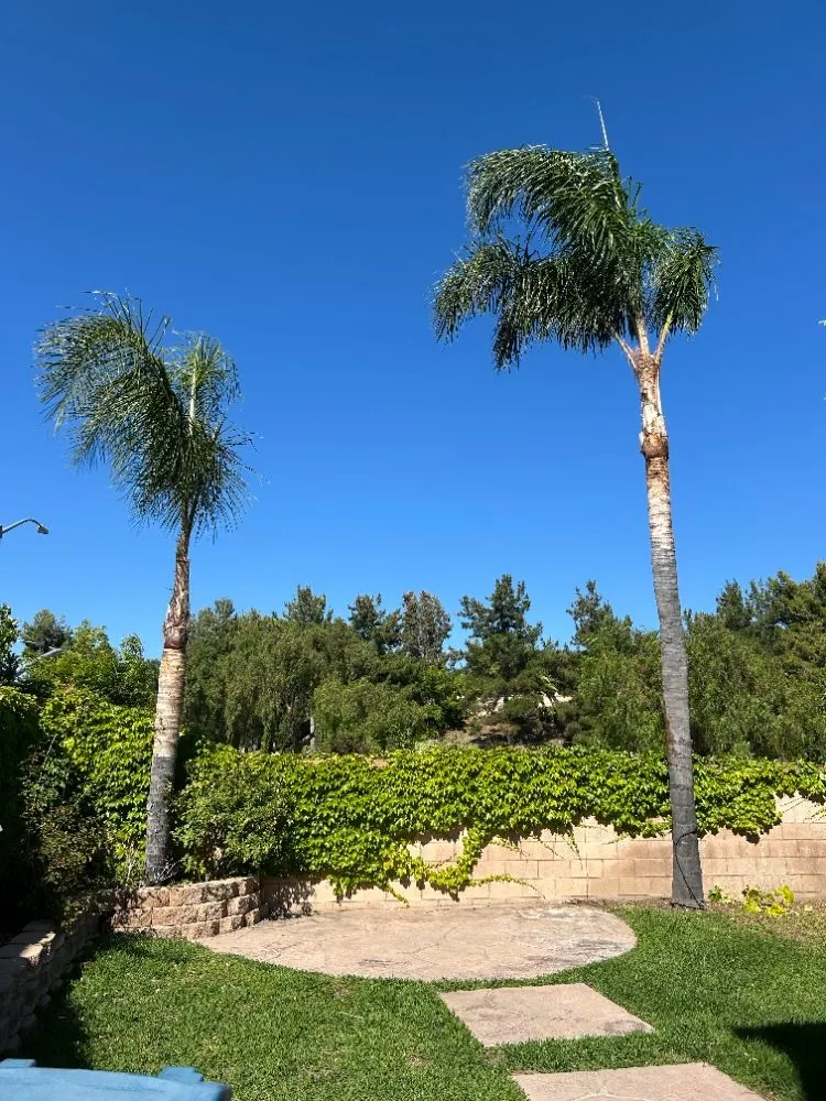 Top-rated lawn care service for outdoor upgrades across Sun City, CA - In and Out Property Services