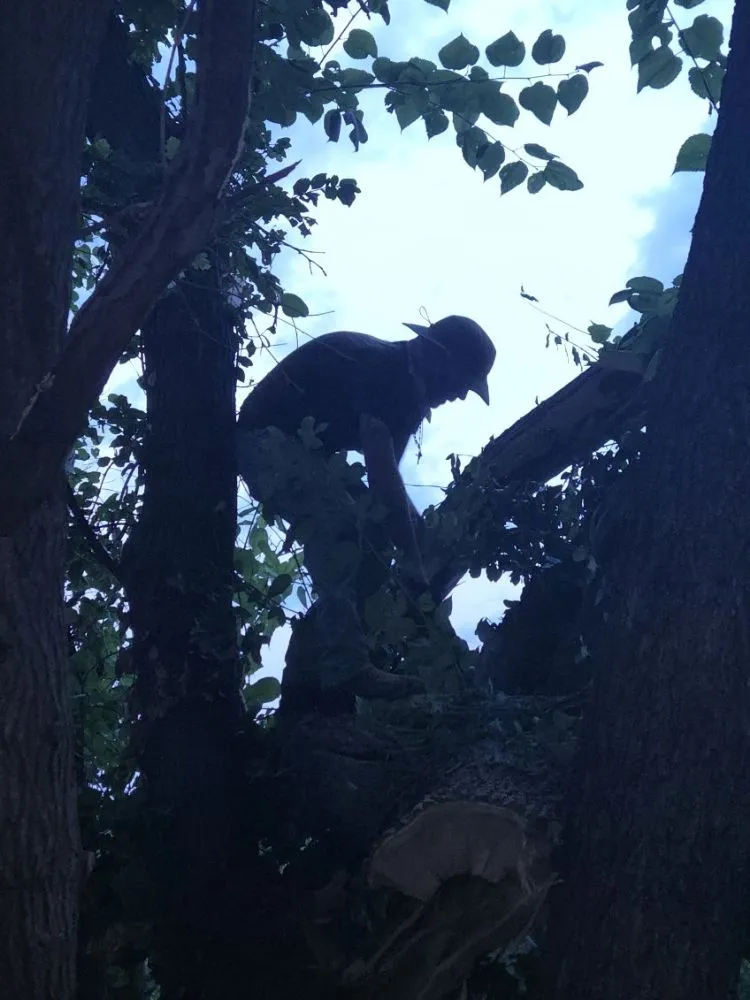 Local yard maintenance experts serving Caney, KS - In Dew Time