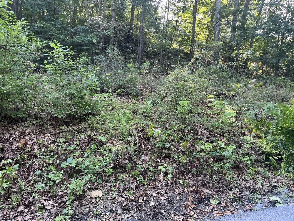 Expert outdoor landscaping for year-round maintenance across Front Royal, VA - In God We Trust Handyman