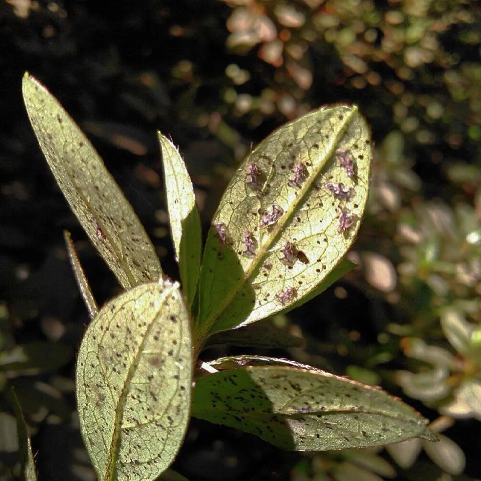 Custom landscape installation in Bothell, WA - In Harmony Sustainable Landscapes
