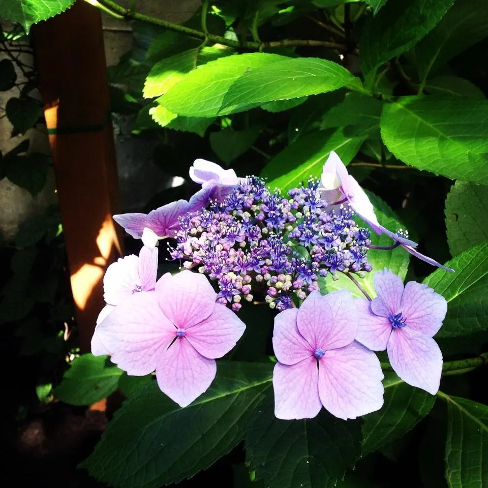 Affordable outdoor landscaping in Bothell, WA - In Harmony Sustainable Landscapes