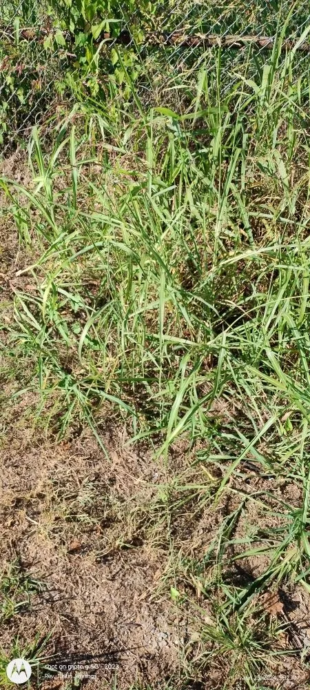 Expert garden landscaping near you in Durant, OK by In His Honor Lawn Care Service