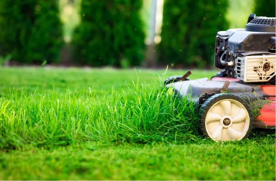 Expert yard cleanup service experts serving Arden, NC - In n' Out Lawncare and Housekeeping