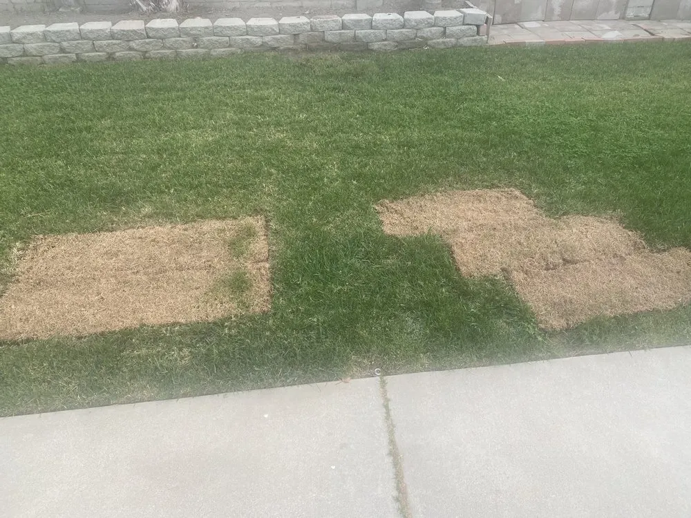 Custom residential landscaping for outdoor upgrades in Los Angeles, CA by In Season Landscape & Hardscape