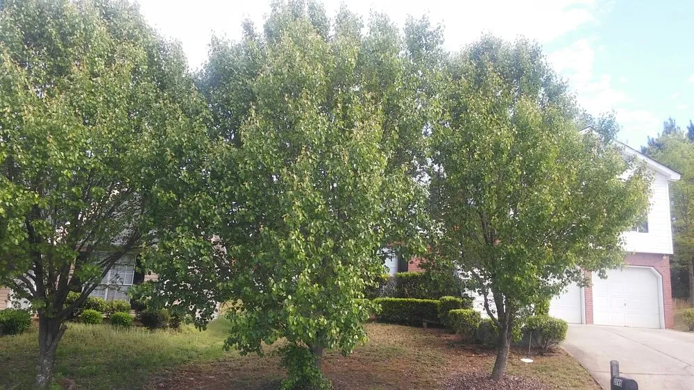 Professional lawn care service for outdoor upgrades across McDonough, GA - In-Shape Lawn Service