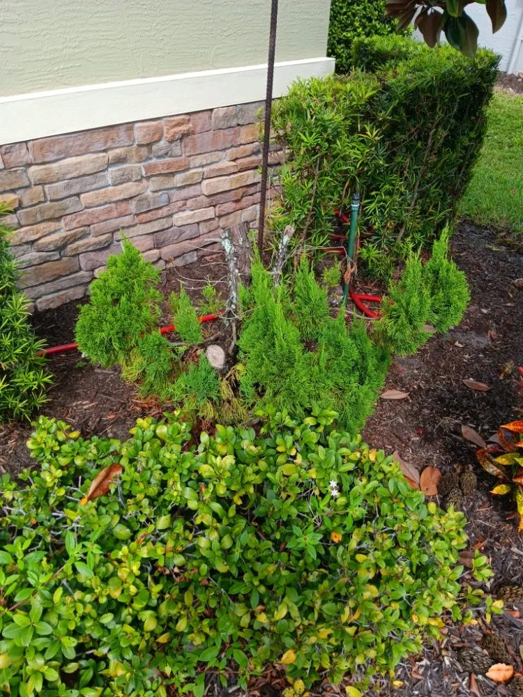 Affordable lawn mowing service in Vero Beach, FL - In The Cut Landcaping