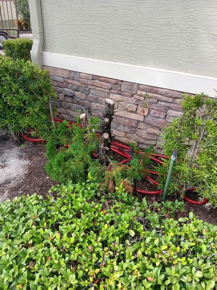 Professional residential landscaping for year-round maintenance in Vero Beach, FL by In The Cut Landcaping