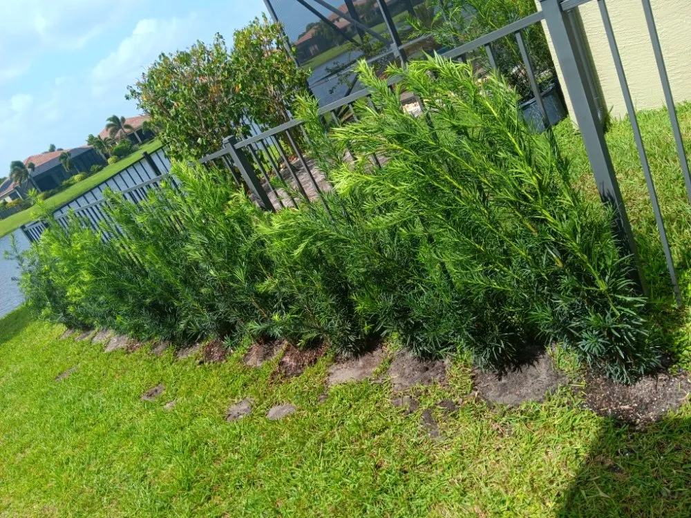 Custom landscaping services for year-round maintenance across Vero Beach, FL - In The Cut Landcaping