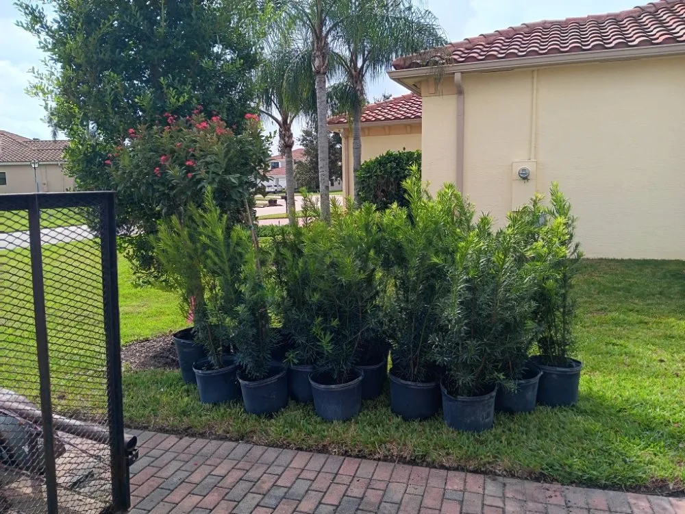 Affordable yard cleanup service in Vero Beach, FL - In The Cut Landcaping