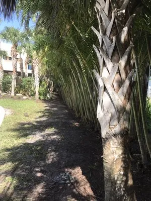 In the Son Lawn Maintenance Logo