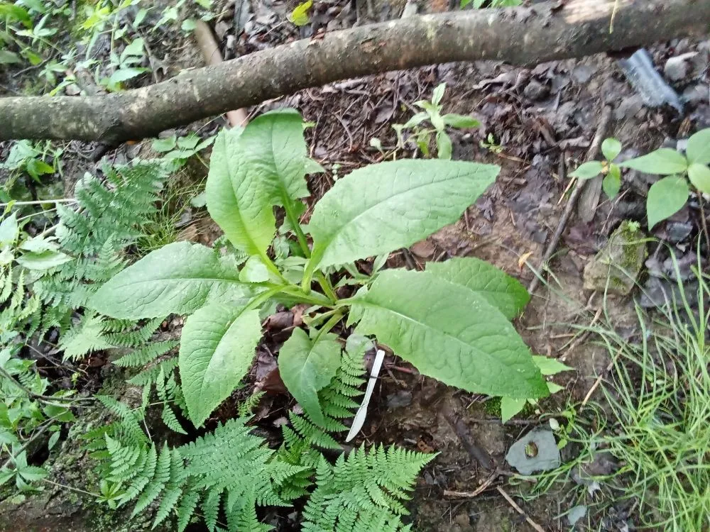 Top-rated yard maintenance in Kennerdell, PA by In The Sticks Landscaping