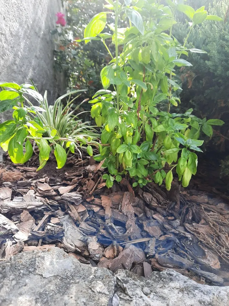 Local landscaping services with custom design in Cincinnati, OH by In The Weeds