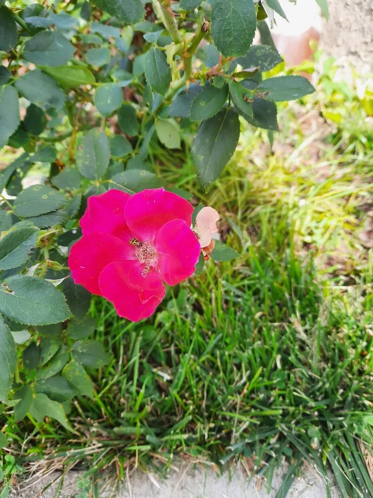 Top-rated landscape design in Cincinnati, OH - In The Weeds