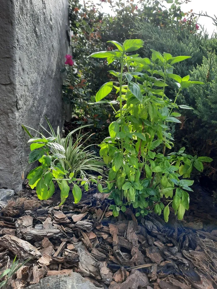 Local outdoor landscaping in Cincinnati, OH by In The Weeds