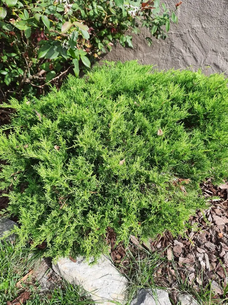 Reliable landscape design experts serving Cincinnati, OH - In The Weeds