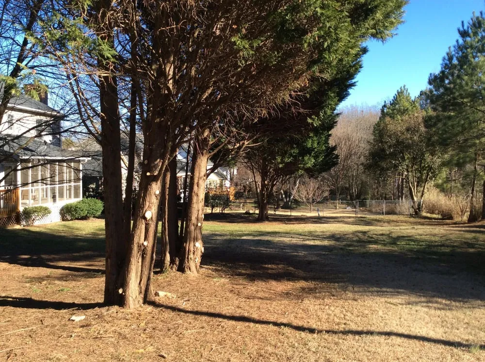 Professional landscaping services experts serving Simpsonville, SC - In the Weeds Lawncare