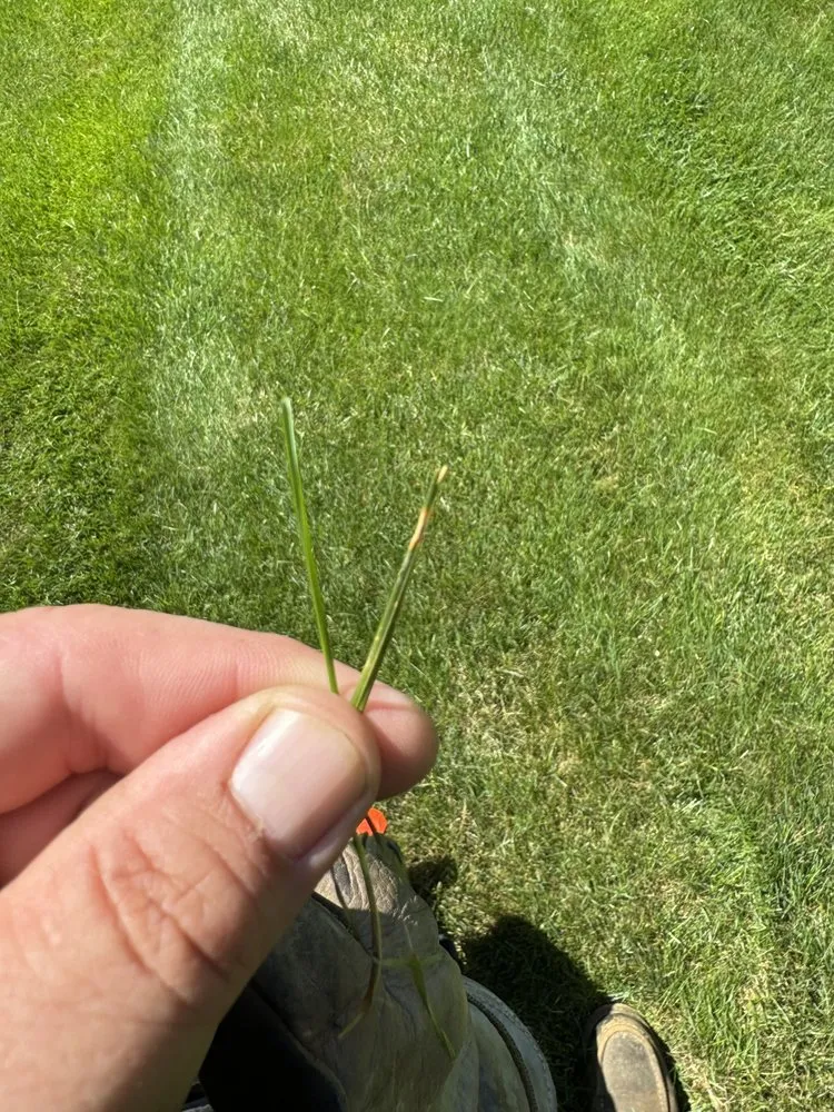 Professional lawn care service in Portsmouth, NH - In The Weeds Turf Care