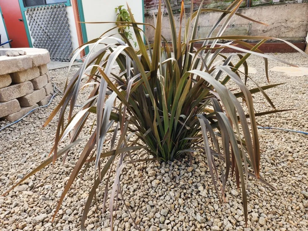 Local residential landscaping experts serving Monterey, CA - INCA Landscape Management