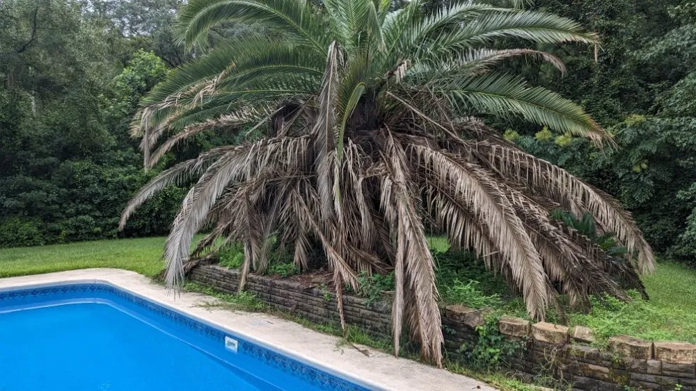 Top-rated yard cleanup service in Hinesville, GA by Incredible Cuts