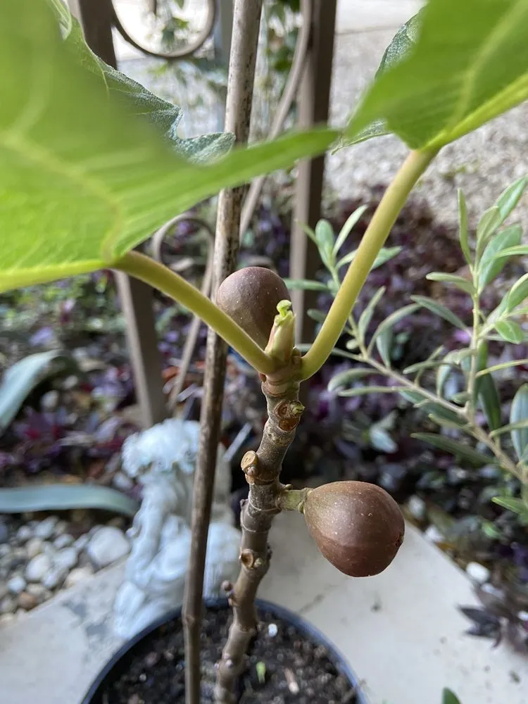 Professional yard cleanup service in Loxahatchee, FL - Incredible Edible Landscapes