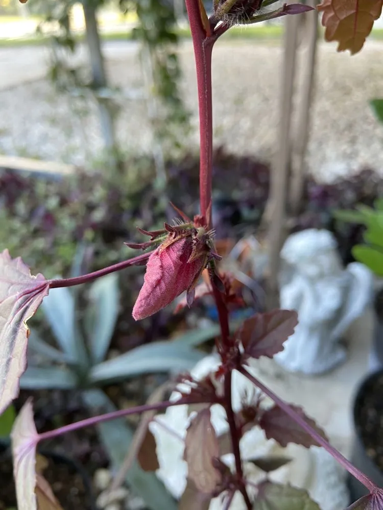 Affordable landscape design in Loxahatchee, FL by Incredible Edible Landscapes