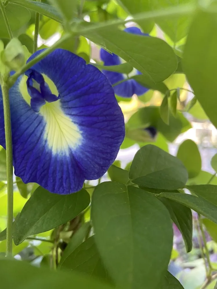 Reliable garden landscaping in Loxahatchee, FL by Incredible Edible Landscapes