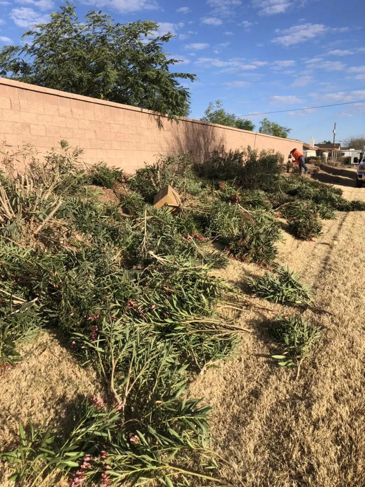 Professional landscaping services in Queen Creek, AZ by Incredible Landscape