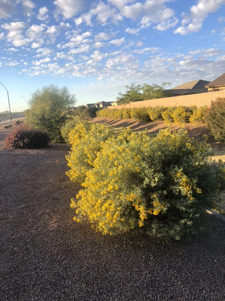 Reliable residential landscaping for year-round maintenance across Queen Creek, AZ - Incredible Landscape