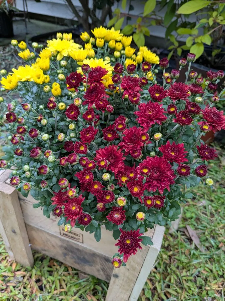 Affordable landscaping services experts serving Pooler, GA - Indeed Designs