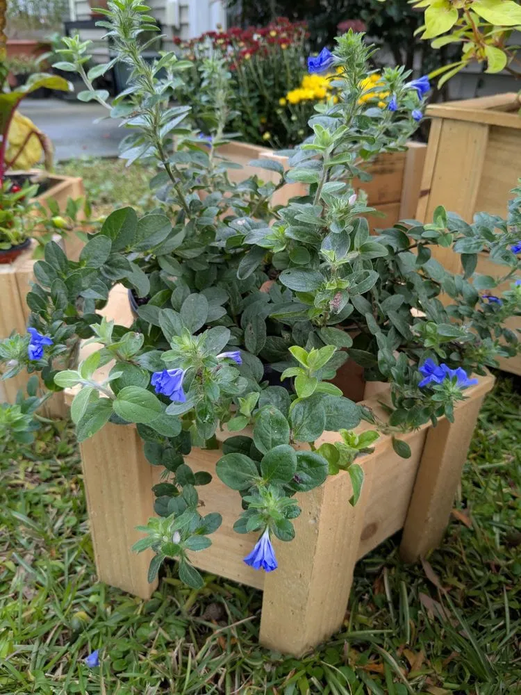 Top-rated lawn care service for outdoor upgrades in Pooler, GA by Indeed Designs