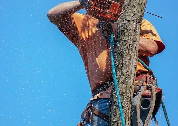 Top-rated residential landscaping in Canyon Lake, TX by Independence Worx Services