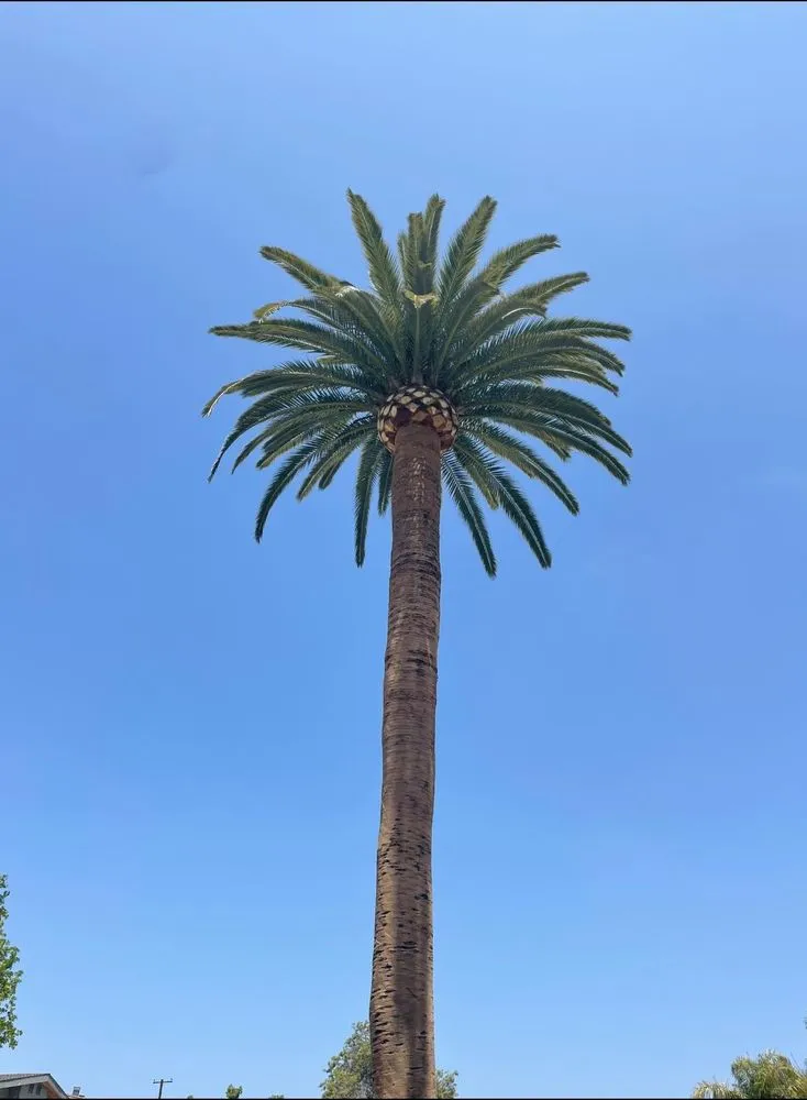 Trusted garden landscaping in San Juan Capistrano, CA - Independent Landscape