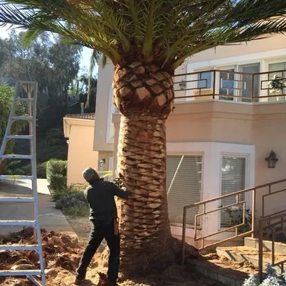 Local outdoor landscaping in San Juan Capistrano, CA by Independent Landscape