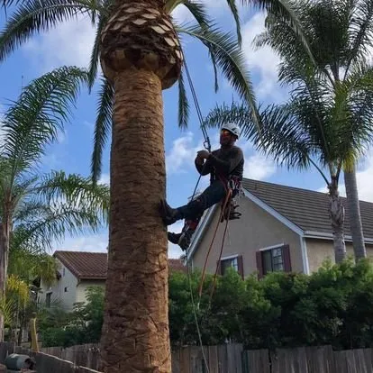 Trusted yard maintenance for residential properties across San Juan Capistrano, CA - Independent Landscape