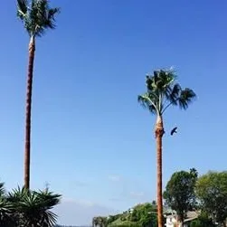 Professional landscaping services in San Juan Capistrano, CA by Independent Landscape