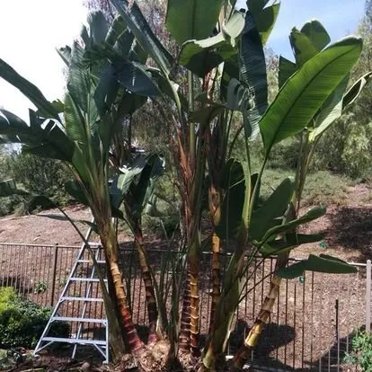 Trusted lawn mowing service for beautiful yards in San Juan Capistrano, CA by Independent Landscape