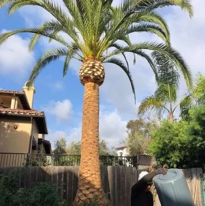 Affordable lawn mowing service in San Juan Capistrano, CA by Independent Landscape
